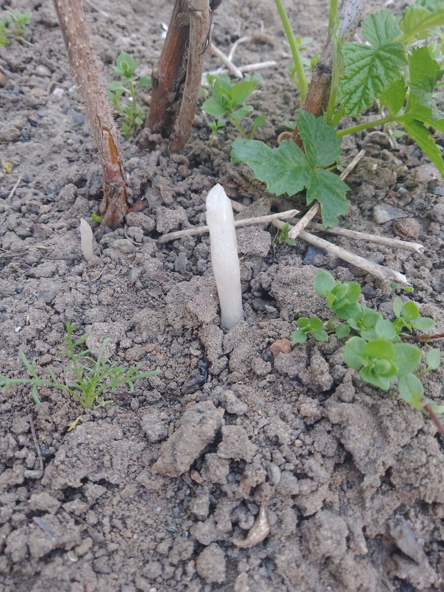 Очень необычный гриб семейства чистотельниковые 