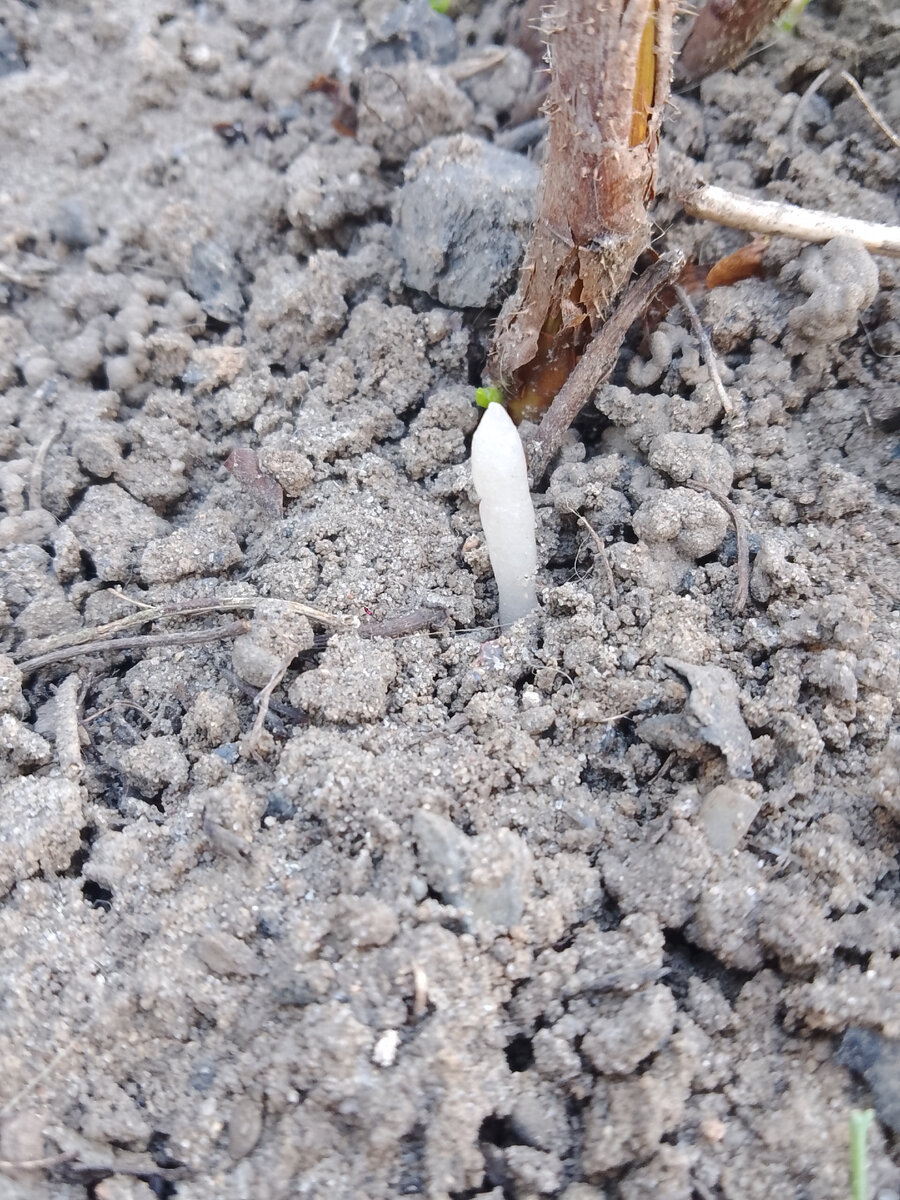 Размер от 2 до 15 см в длинну