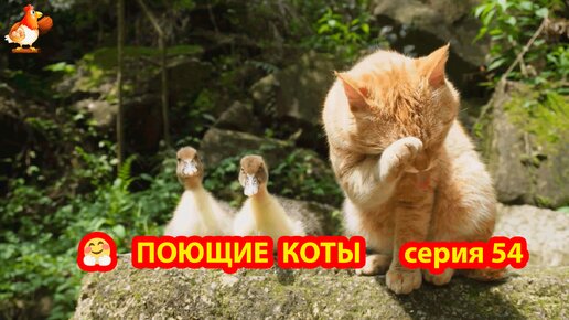 Крутые коты у птичьего двора выпуск 54 🐈‍⬛😹 Отдых с утятами ❣️ Природа Абхазии и красивое подворье с птицами и животными 🥰