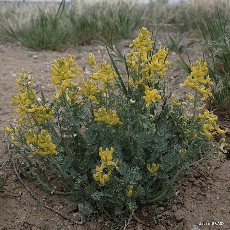 Corydalis Aurea