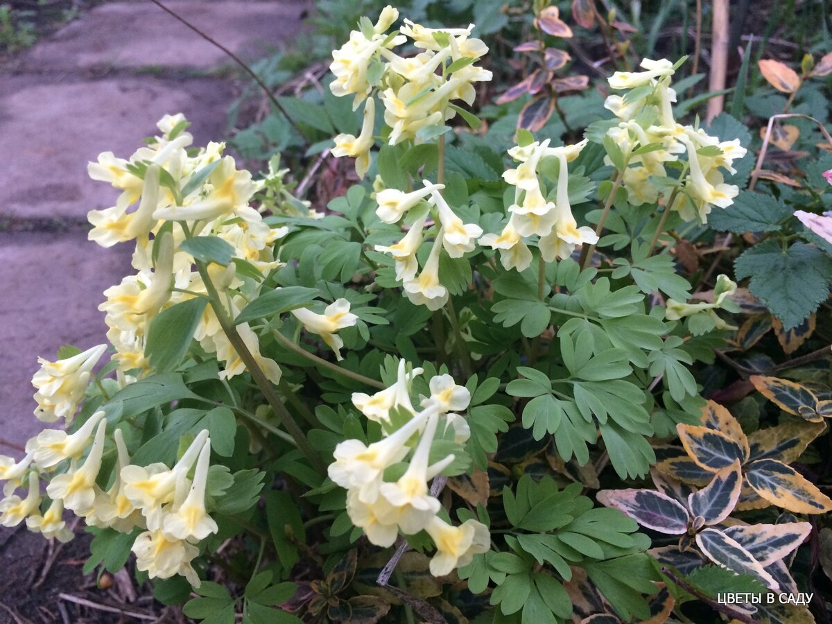 Хохлатка желтая (лат. Corydalis lutea) в саду