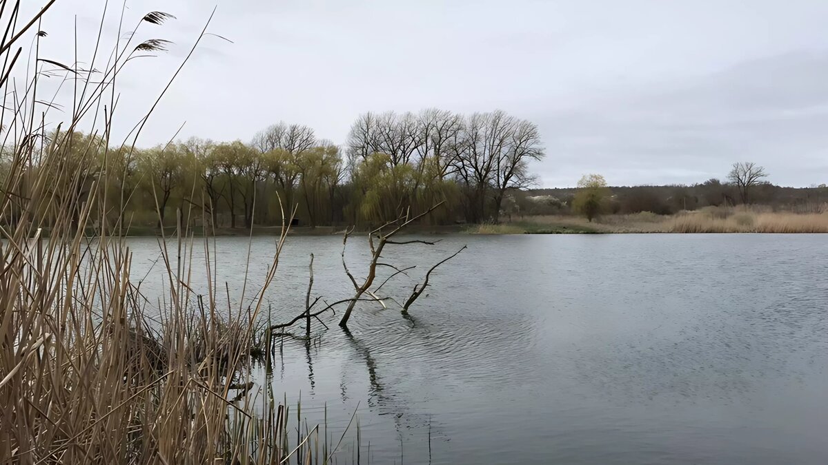     Волжская межрегиональная природоохранная прокуратура подала иск в суд к администрации Богородска. Она требует признать существующим пруд на улице 1-я Рязанка. Комментарий ведомства выложил на своей странице в соцсети активист Олег Яшин.