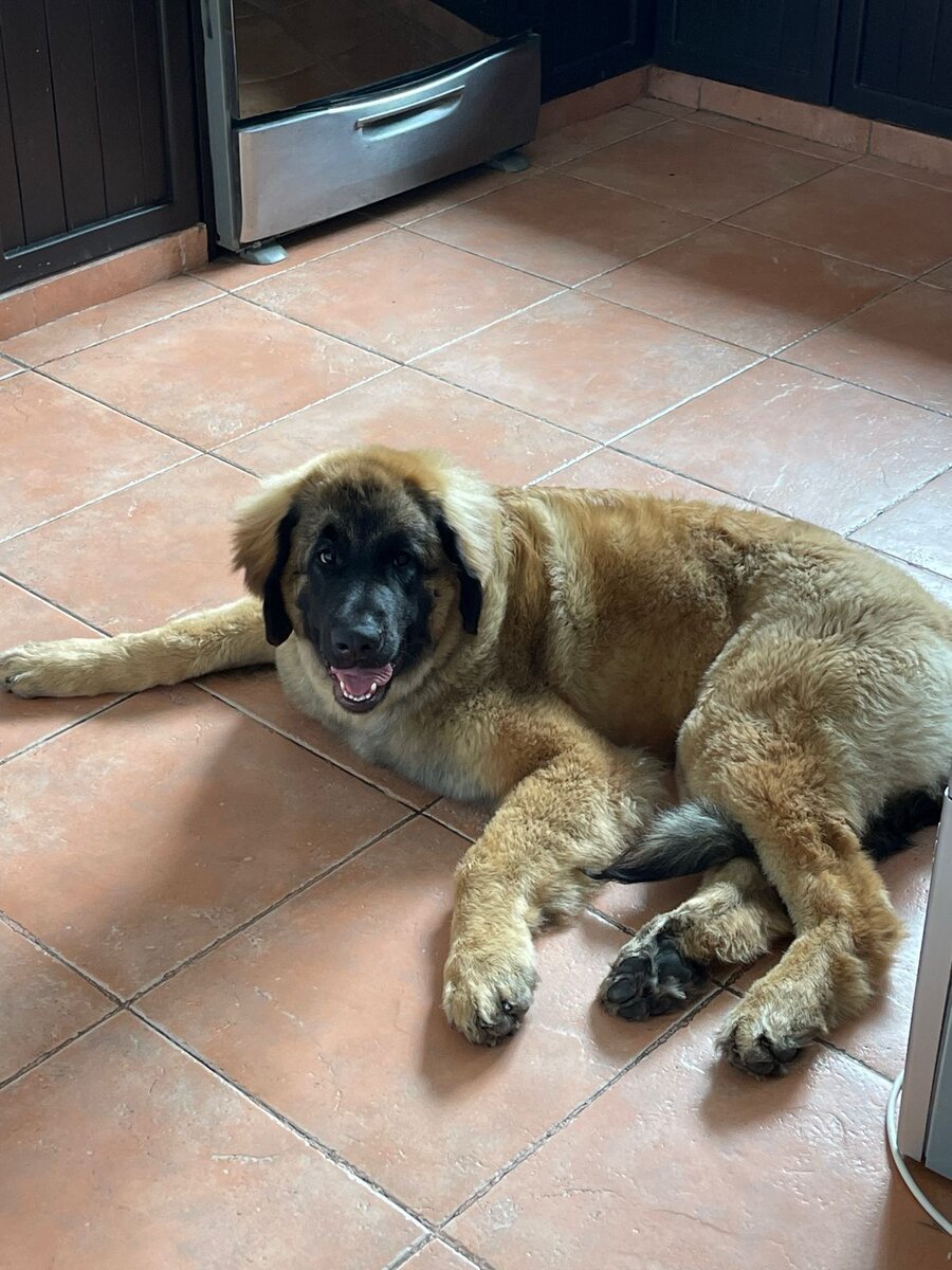 Знакомьтесь - это Лео :)