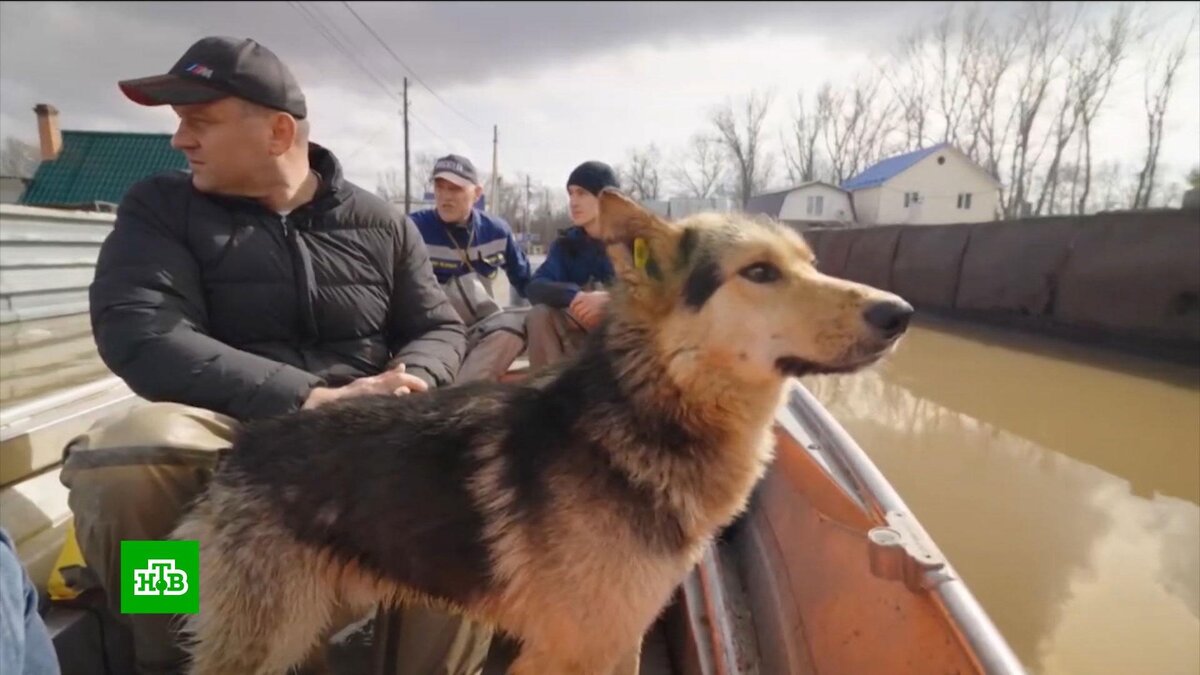 Эвакуацию объявили в поселке под Оренбургом из-за риска прорыва дамбы |  НТВ: лучшее | Дзен