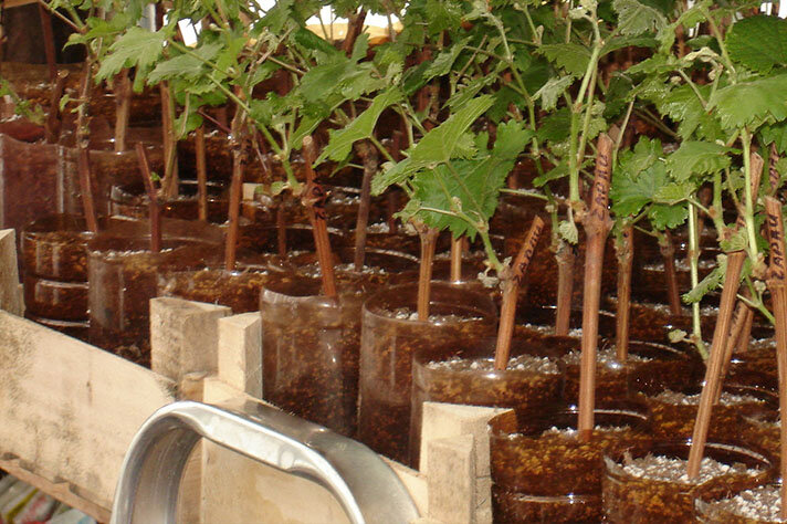 Саженец винограда с нежными хрупкими побегами, выращенный из черенка, может не пережить суровых условий нашего климата. Ему нужна акклиматизация.