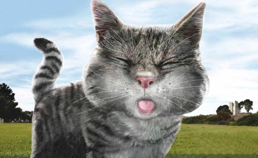 картинка из интернета