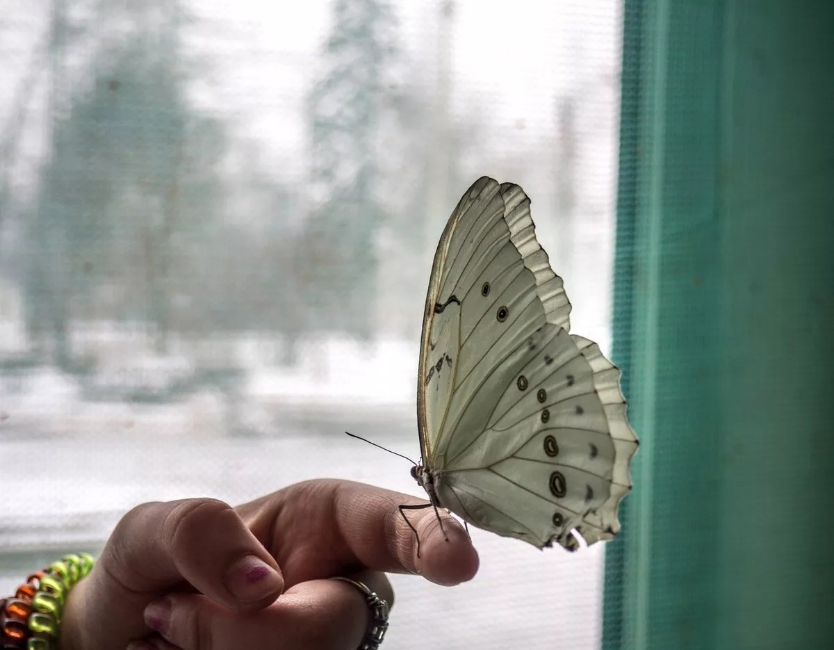 Никто и не заметил. Куда из городов пропали бабочки? | Книга животных | Дзен