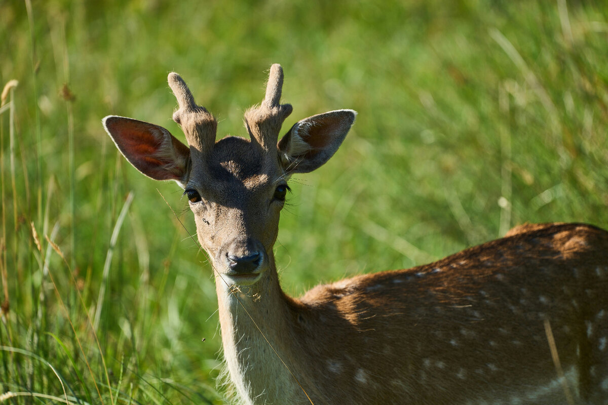 Картинка с бесплатного фотостока https://unsplash.com, автор  Wolfgang Hasselmann