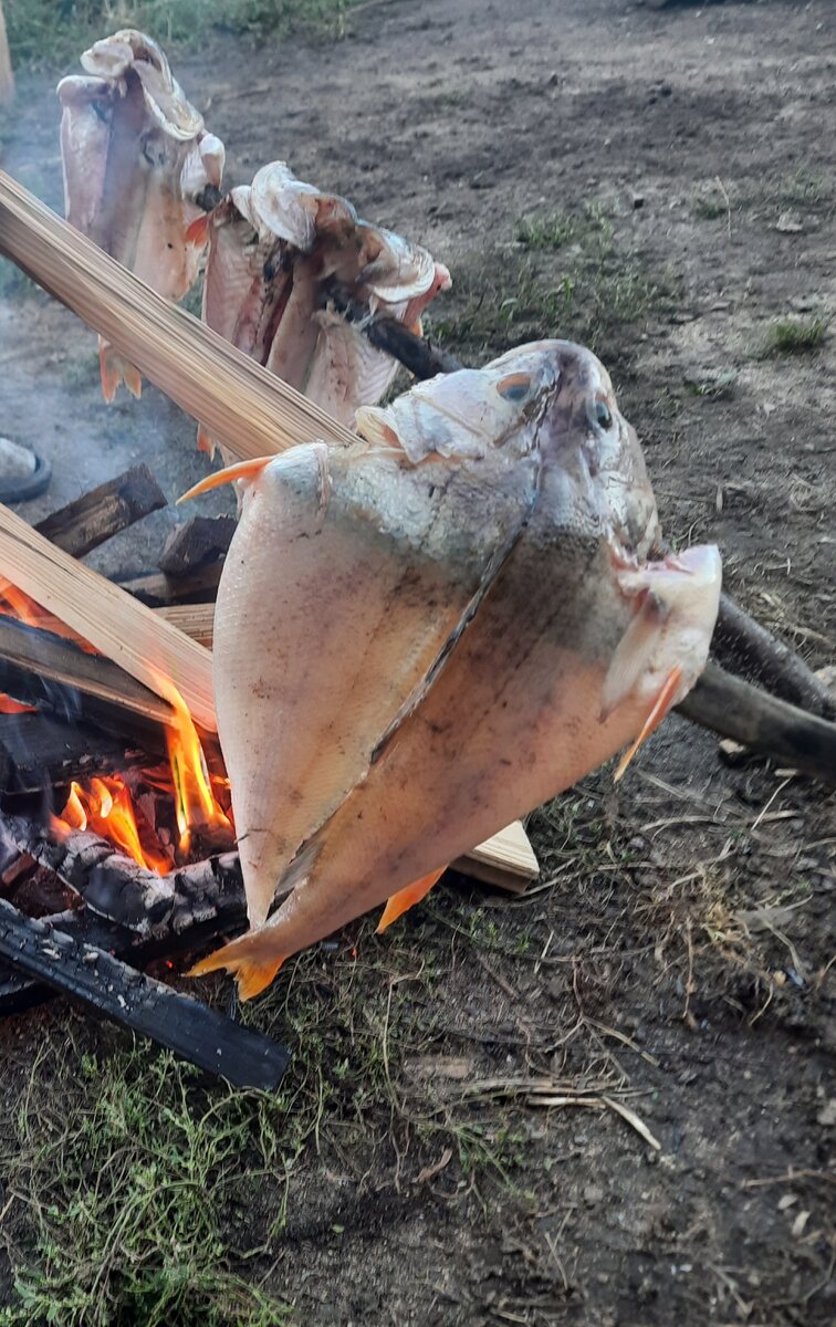 Рыба на рожнах. Приготовление рыбы на природе. | За гранью возможного | Дзен