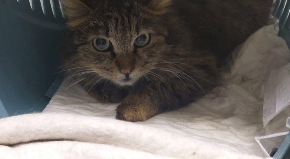 Кошечке из подвала требуется помощь в оплате за лечение.