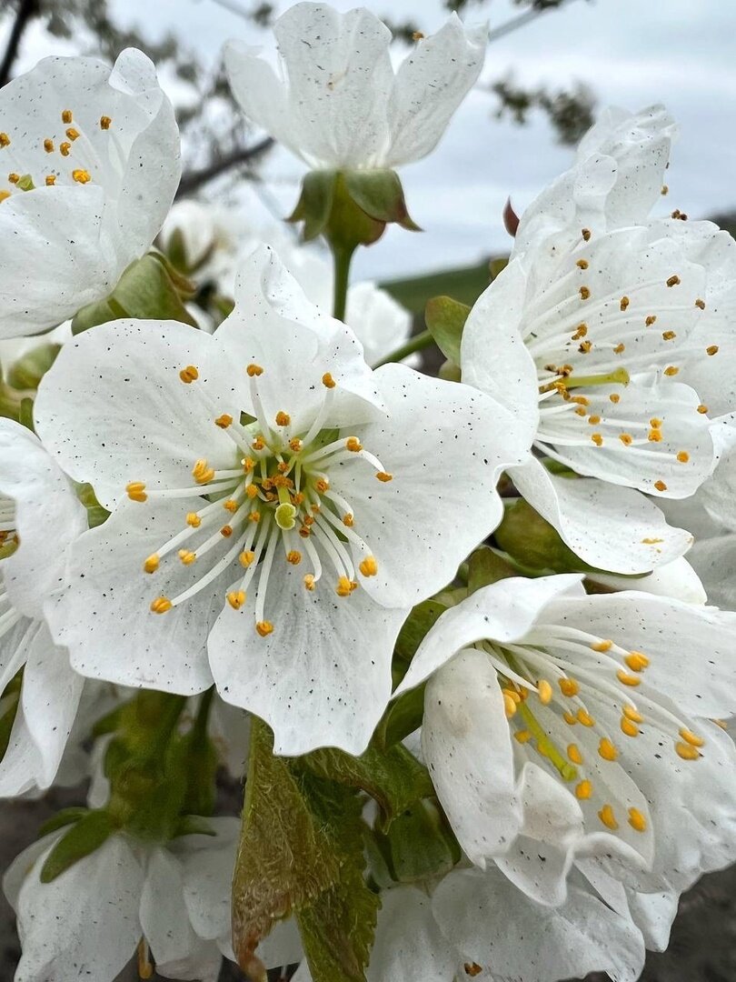 Наша чудесная цветущая весна. 