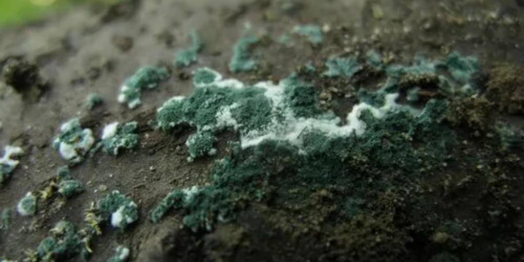 Триходерму надо использовать вот так