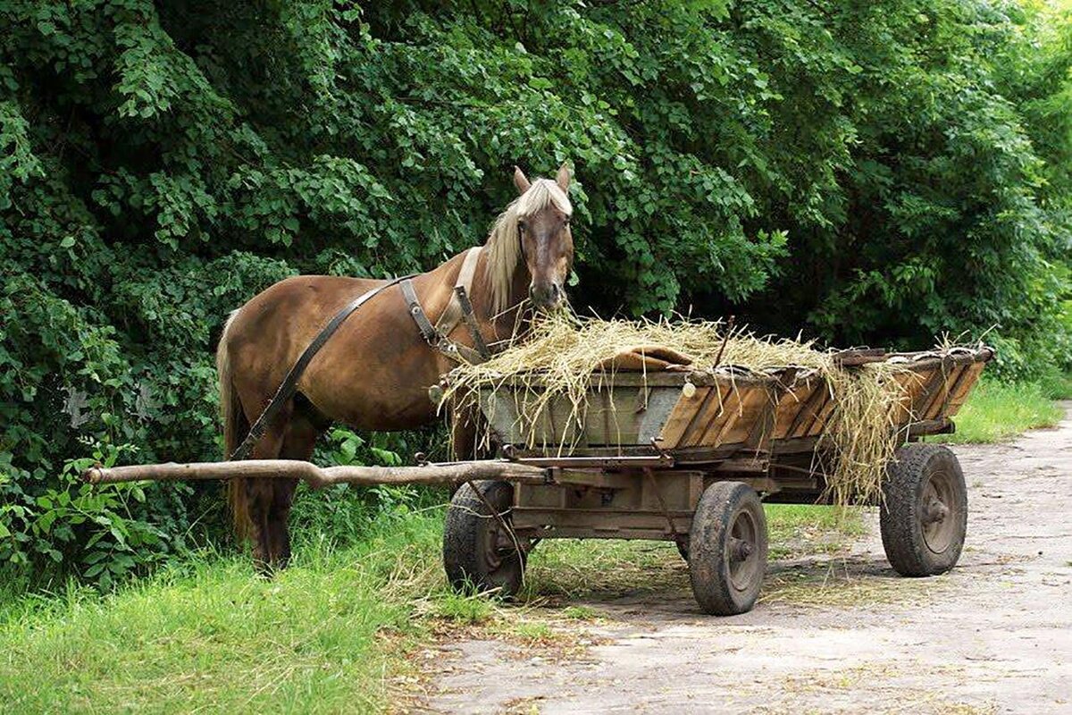 Повозка с лошадью. Картинка для иллюстрации.