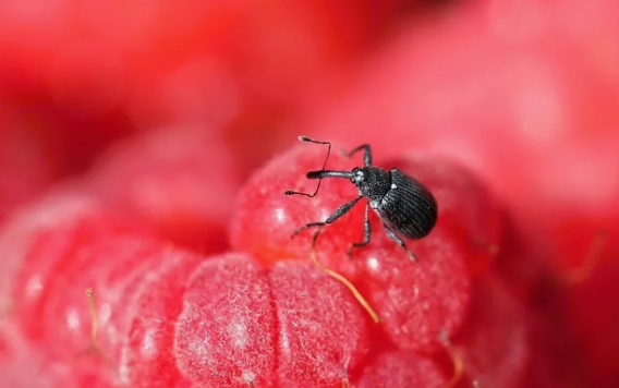 Как бороться с долгоносиком?