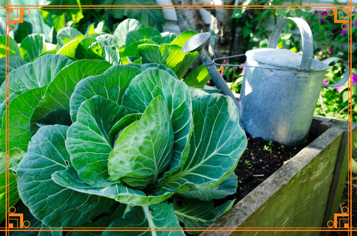 Фото из интернета. Капута трескается из-за неправильного полива