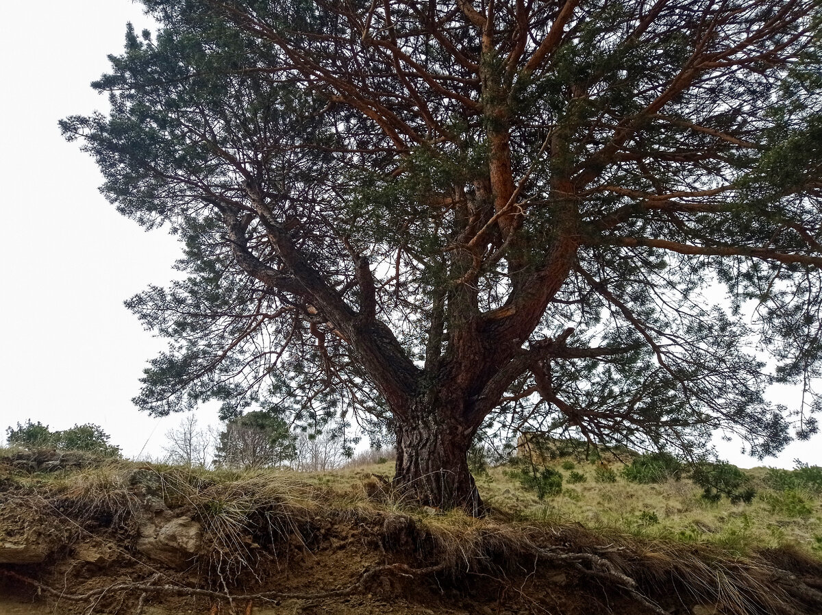 Буерак– сухой овраг, водороина, водомоина, росточь, вертепижина (словарь В.И. Даля)
