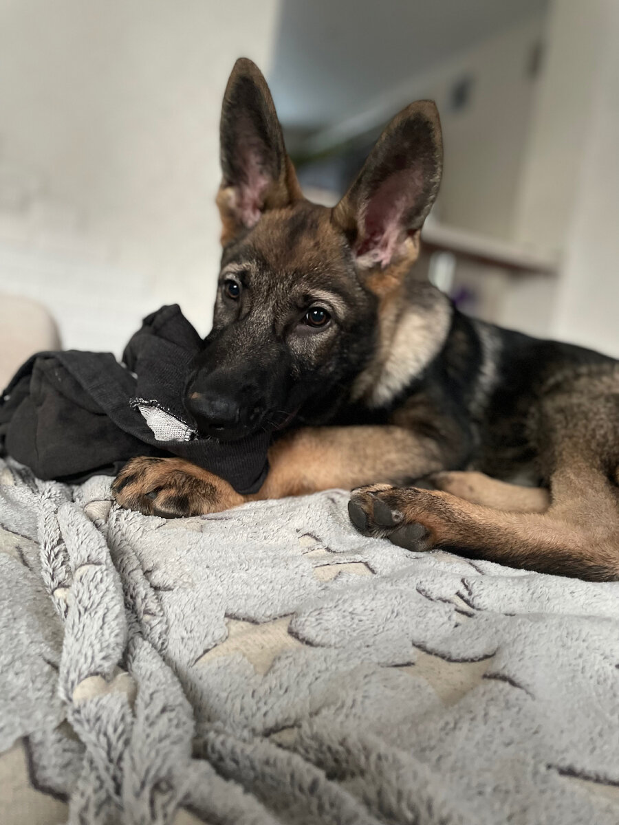 Ичи жует мои штаны