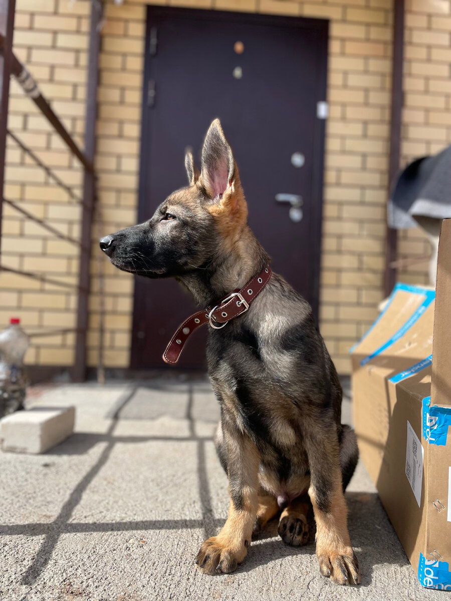 Ичи на крыльце смотрит на людей 