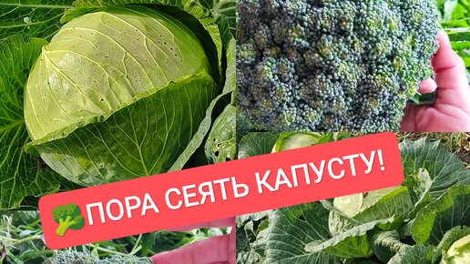 🥦🐞🥬ПОРА СЕЯТЬ КАПУСТУ! Любимые сорта и гибриды! Благоприятные даты посева!