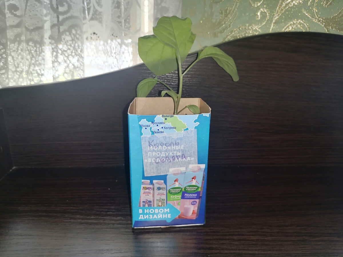 Рассада гибрида Король севера