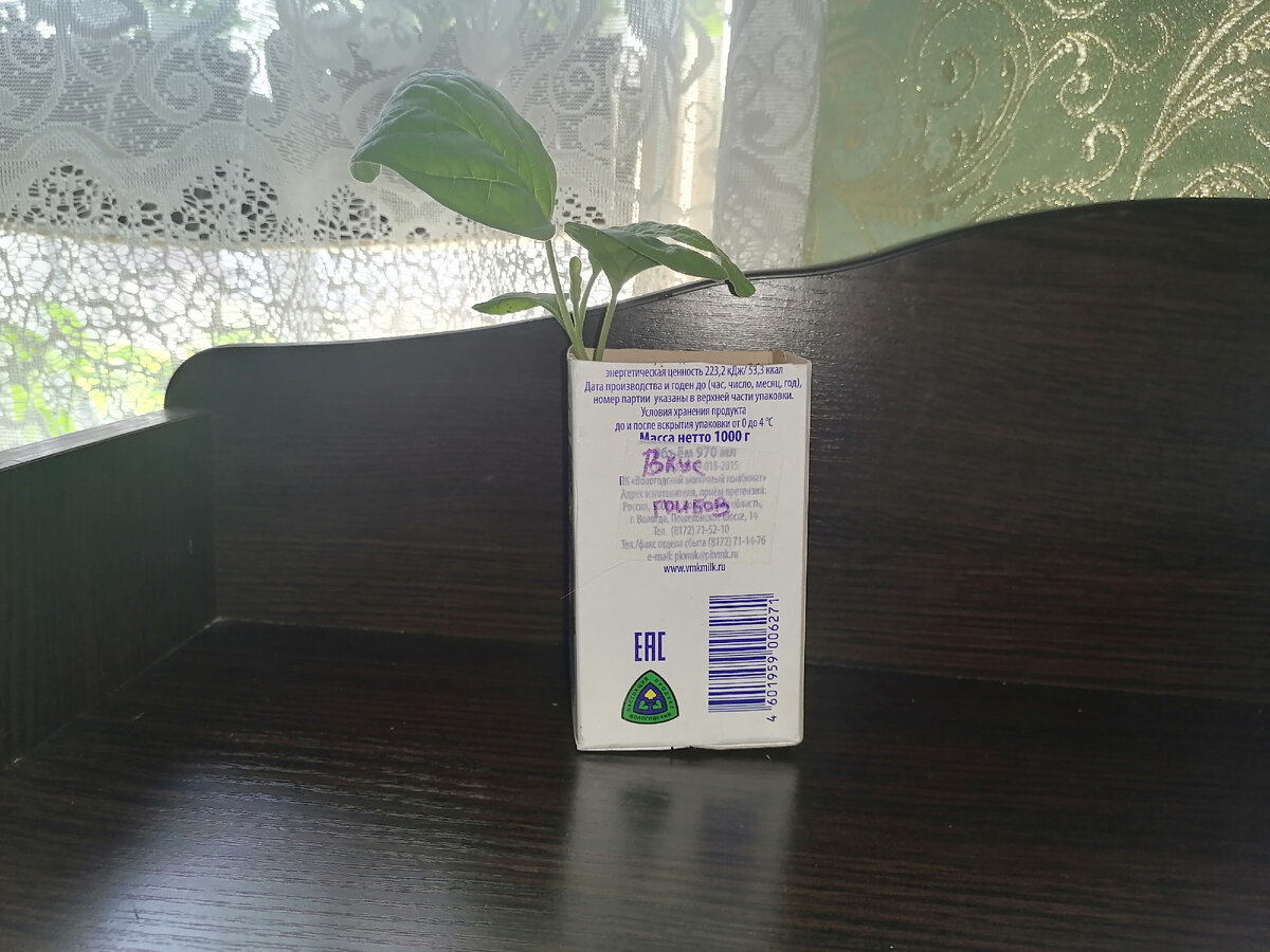 Рассада сорта Вкус грибов