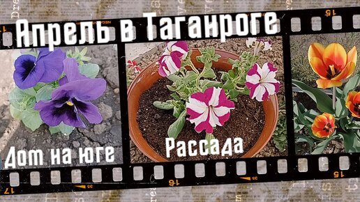 Дом на юге в апреле, цены на цветочную рассаду, Таганрог.