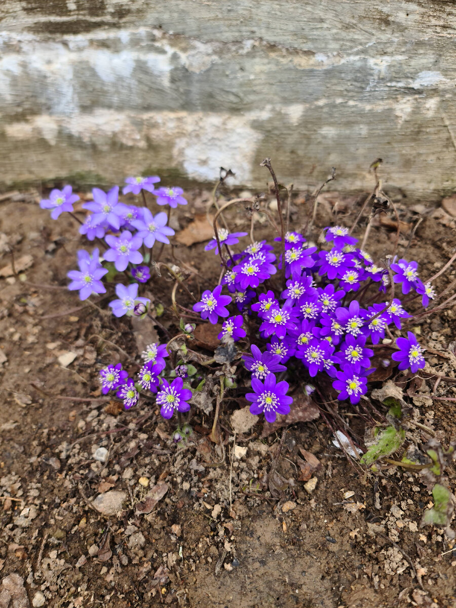 Печеночницы