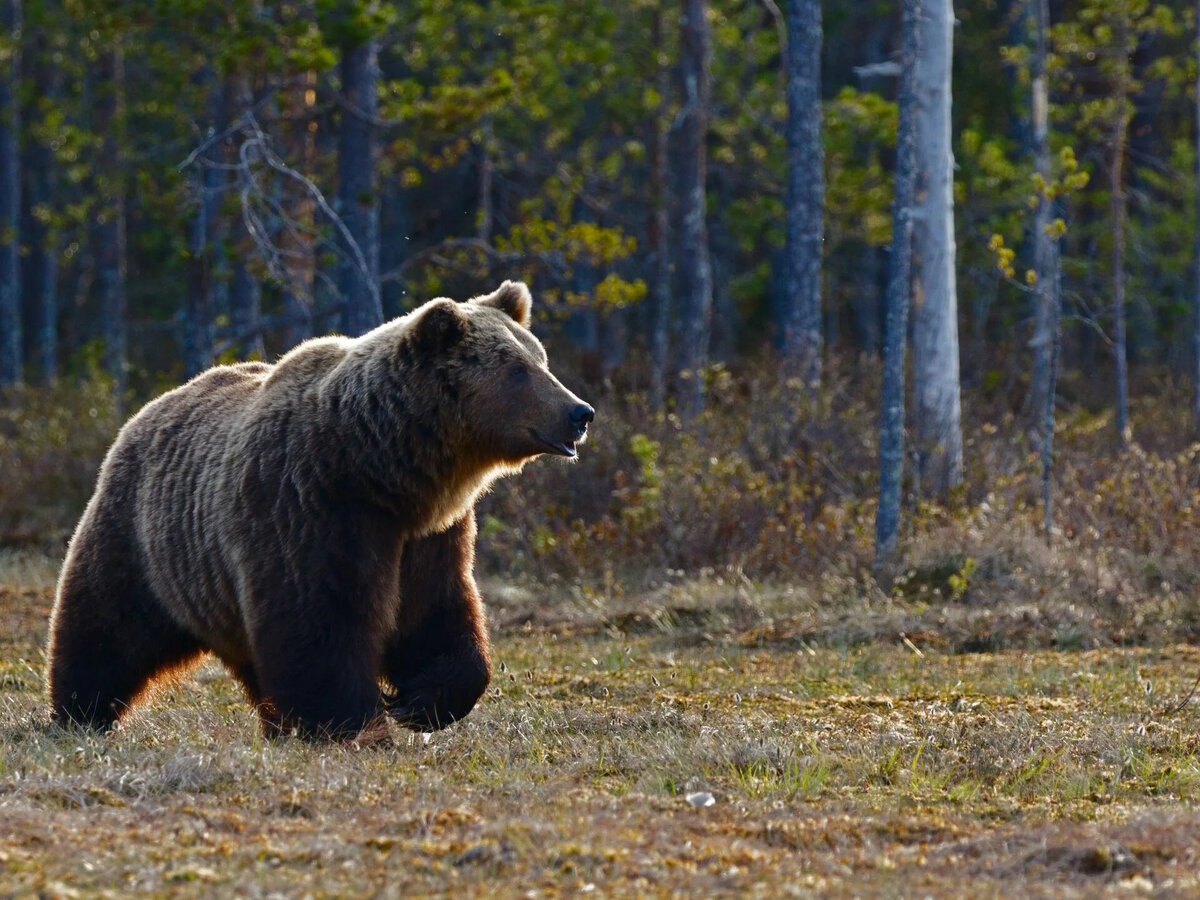 Фото из открытых источников.