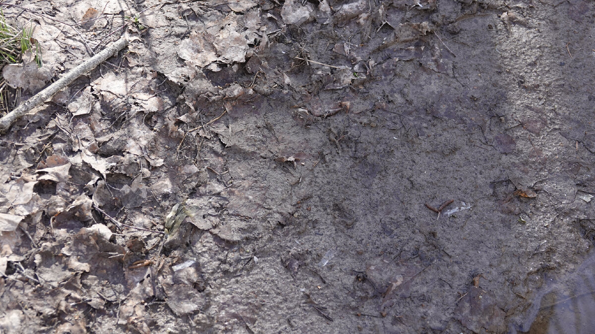 Местами след только угадывается, поскольку проходит он по опавшему листу. Здесь отпечаток левой задней лапы.