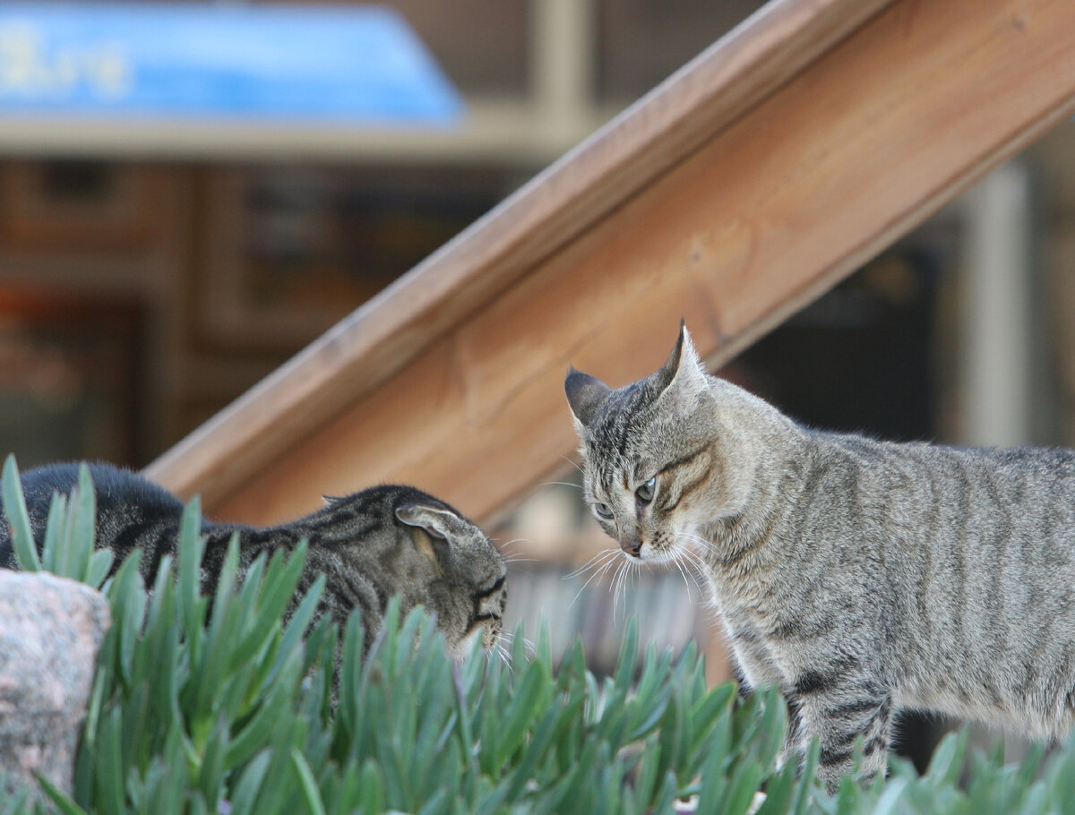 фото Daniil Ivanov/Russian Look 