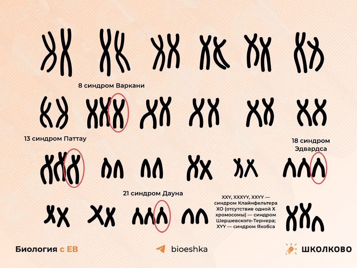 10 класс позади: время готовиться к ЕГЭ по биологии. | Школково: подготовка  к ЕГЭ, ОГЭ и Олимпиадам | Дзен