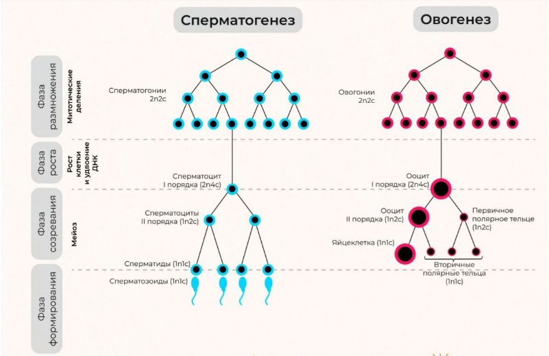 Схема гаметогенеза, которую нужно знать наизусть