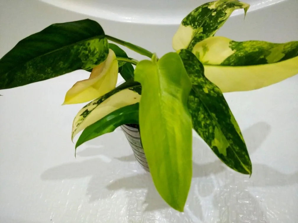 Domesticum Variegated