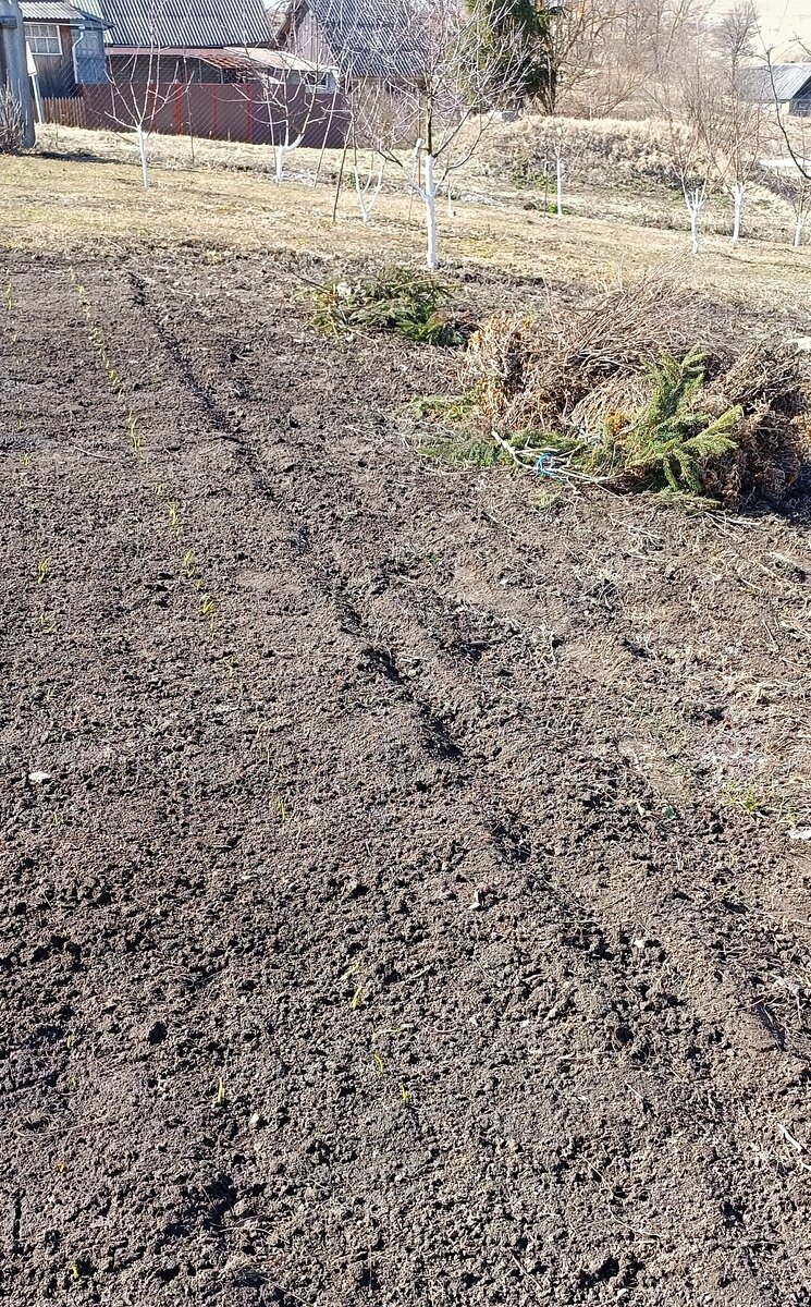 Грядка с озимыми луком после снятия укрытия. 27 марта. Фото автора