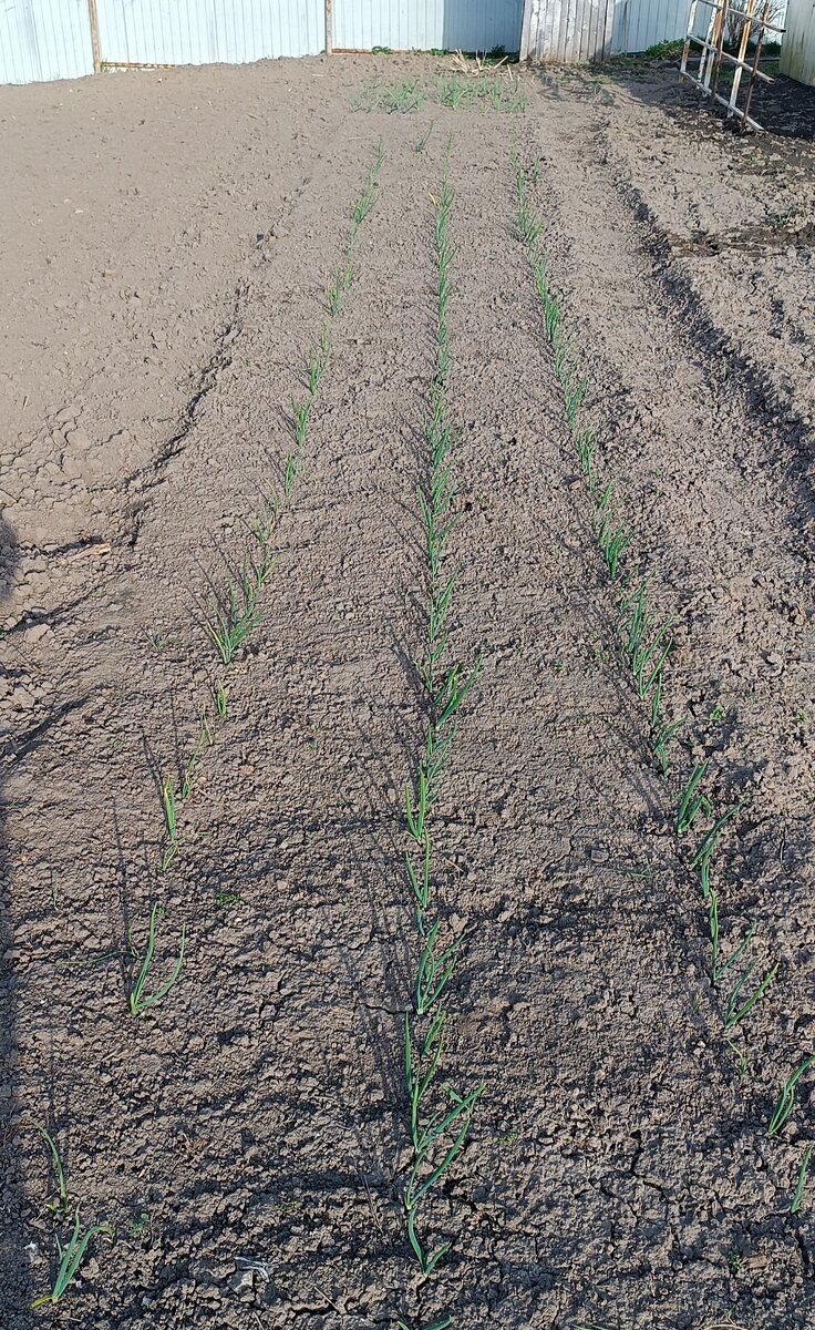 Озимый лук. Фото автора