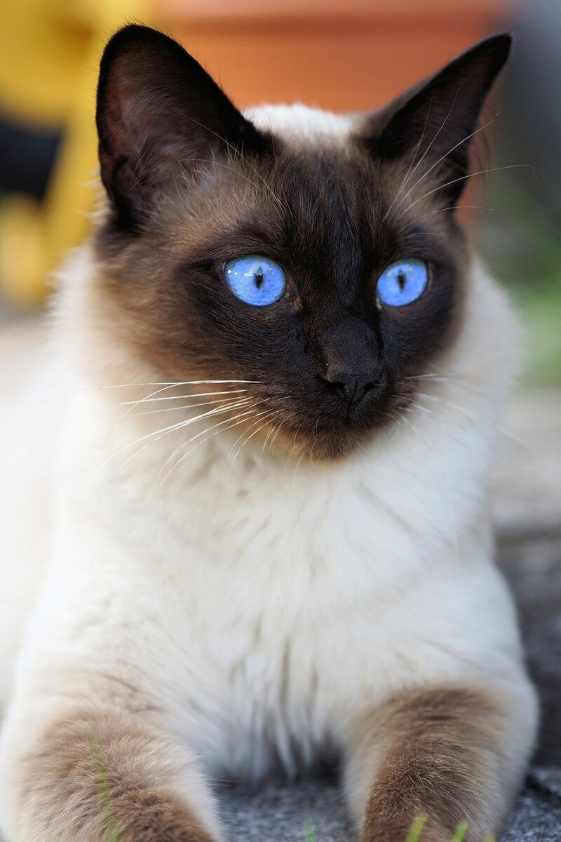 Сиамский кот