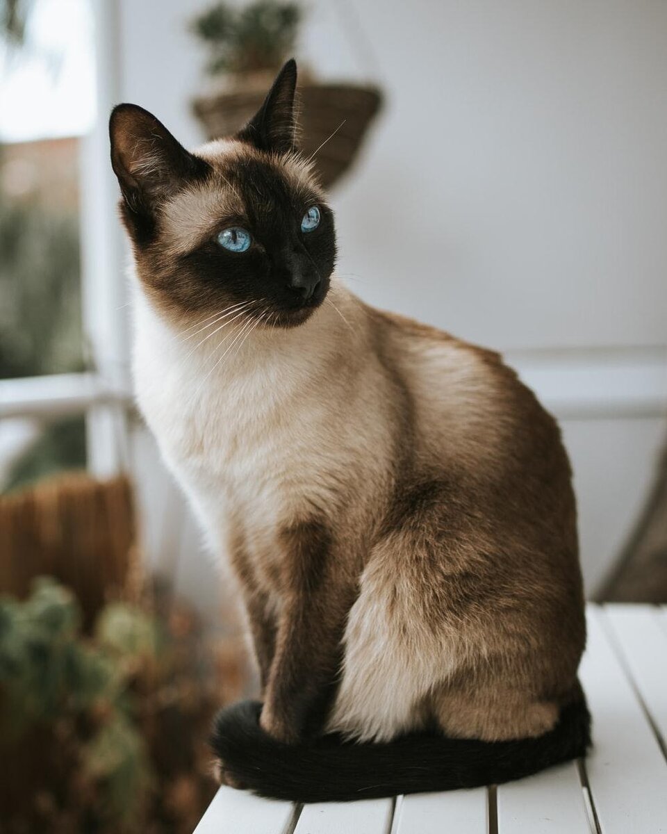 Сиамский кот 