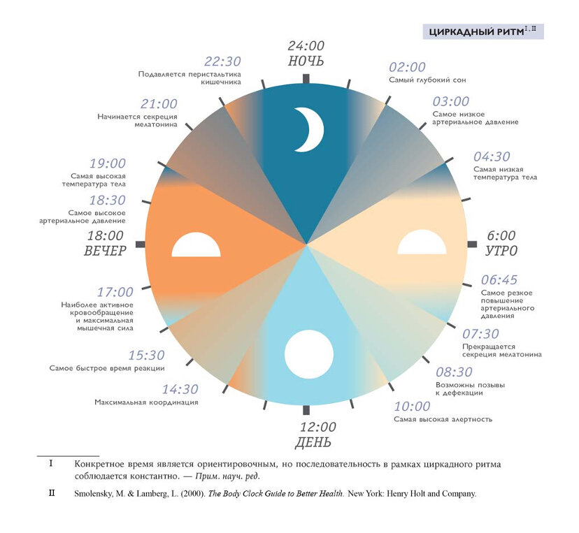 Циркадный ритм Рис.1 Циркадные ритмы — это биологические процессы, привязанные к суточным циклам. В зависимости от этих ритмов меняются многие функции организма, например: температура тела; пульс и артериальное давление; время реакции и работоспособность; выработка мелатонина, серотонина и кортизола; активность кишечника.Вы, возможно, заметили по Рисунку 1, что мелатонин, или гормон темноты выделяется шишковидной железой в ответ на смену дня и ночи, на SCN влияет изменение освещенности в течение суток.