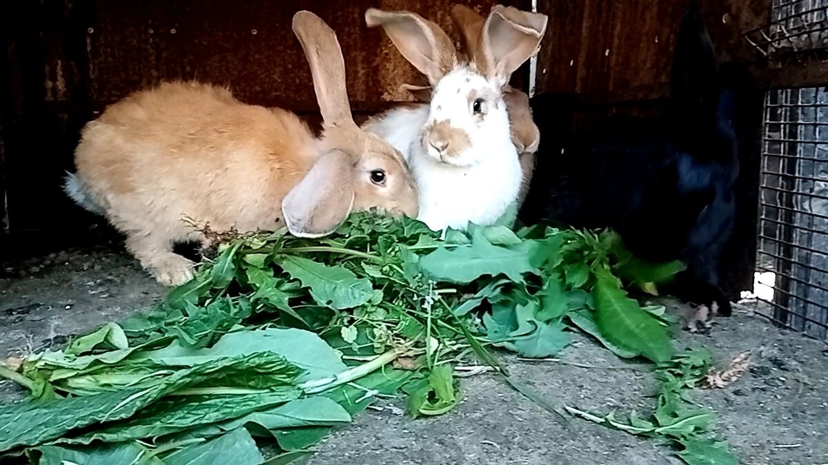 Домашние кролики