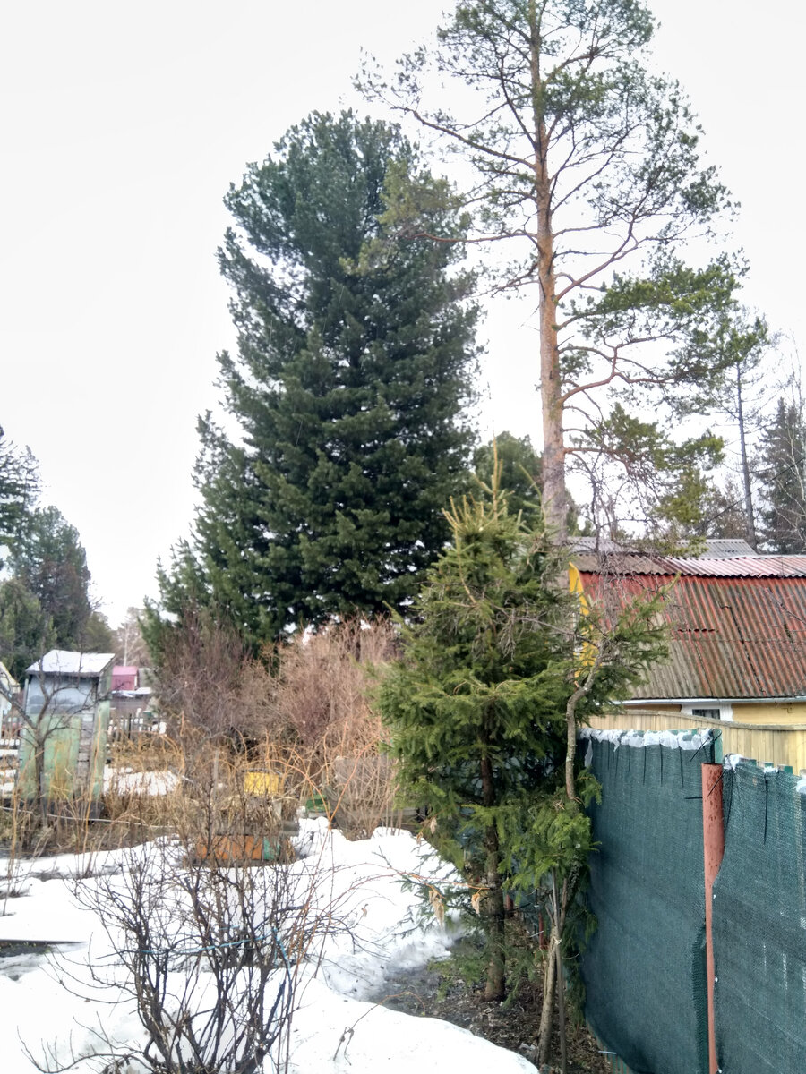 Фото автора. На даче три дня назад 