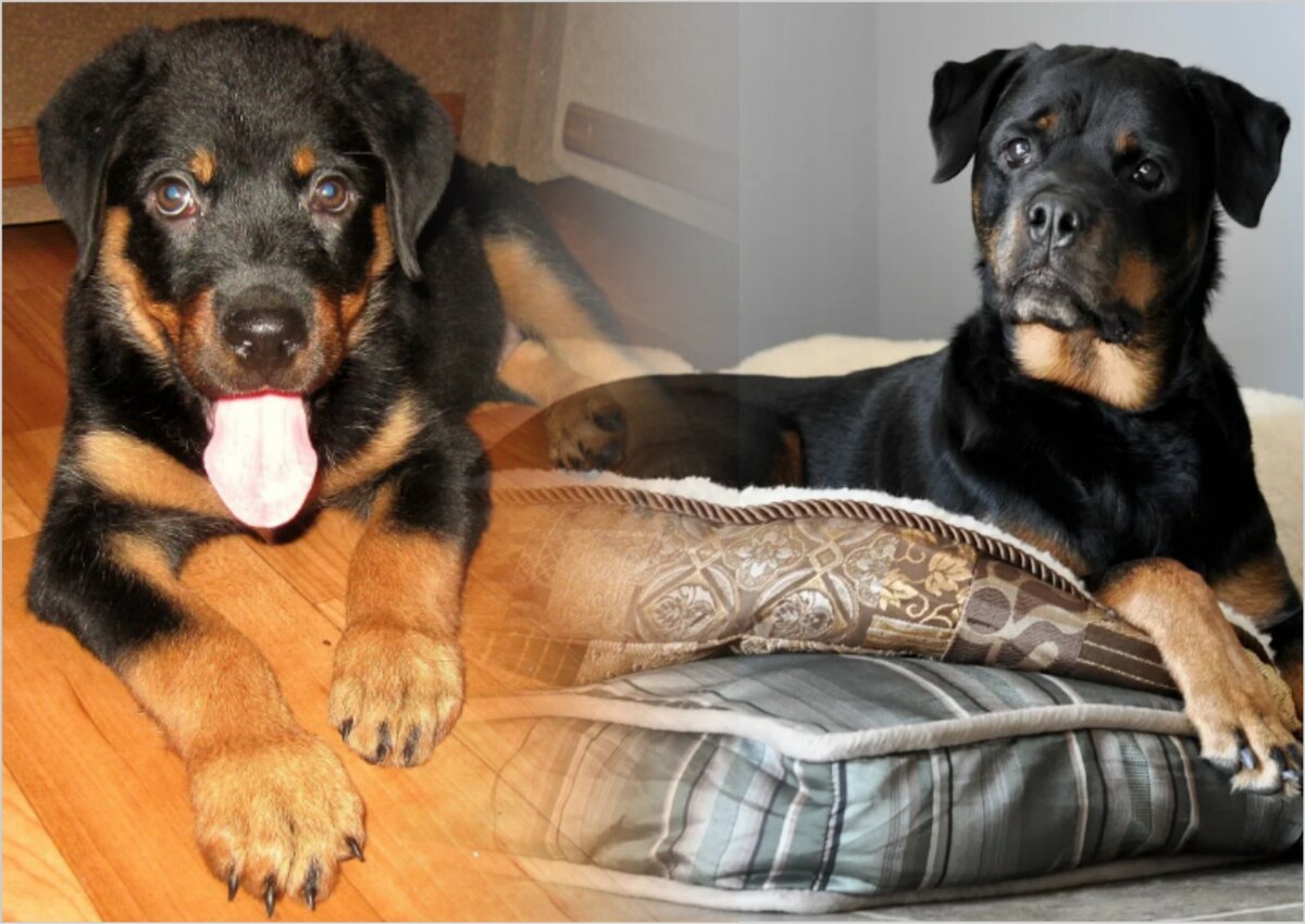 Щенок ротвейлера - еще дитя, но уже с характером. Видно?