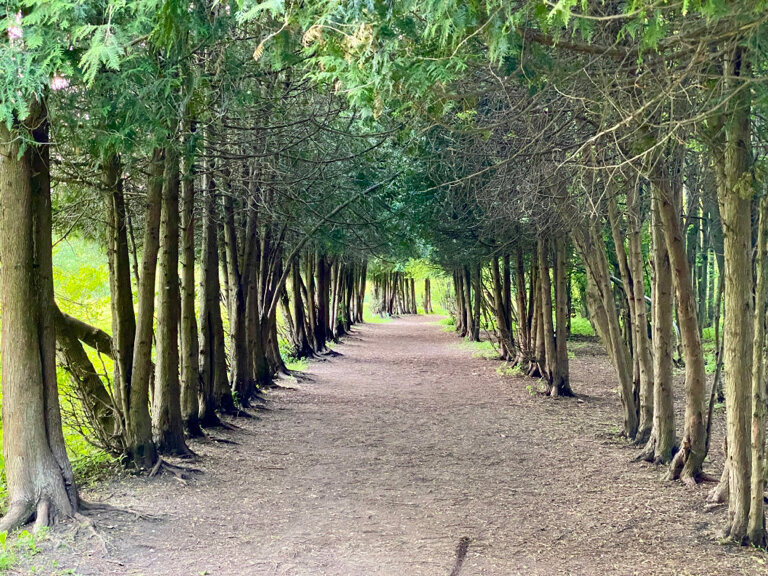 В сердце Измайловского парка расположены Лебедянский пруд, небольшая пасека и аккуратная Туевая аллея. Фото: Сергей В. / Яндекс Карты