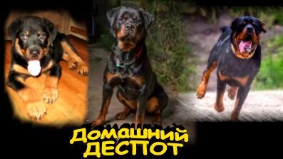 Трудно, но надо воспитывать и такого зверя, как РОТВЕЙЛЕР...