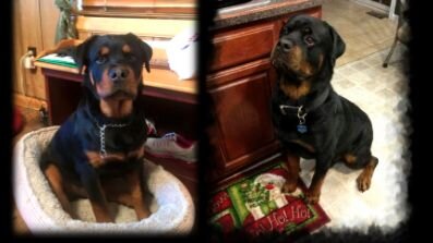 Наглая морда...