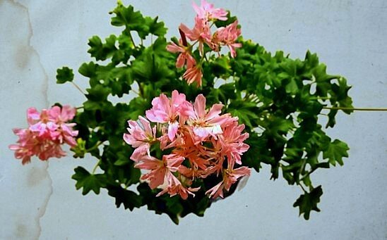 Прошлогоднее цветение