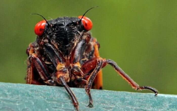 Источник фото: фото из открытых источников - для иллюстрации