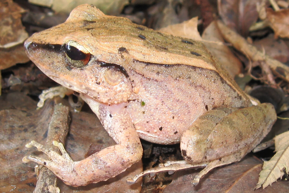 Felipe Gomes / Wikipedia📷Лягушка Haddadus binotatus