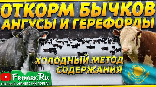 Video herunterladen: 5000 бычков на холодном откорме без навесов|Абердин-Ангус и Герефорд|Привес до 2,5 килограмм в сутки