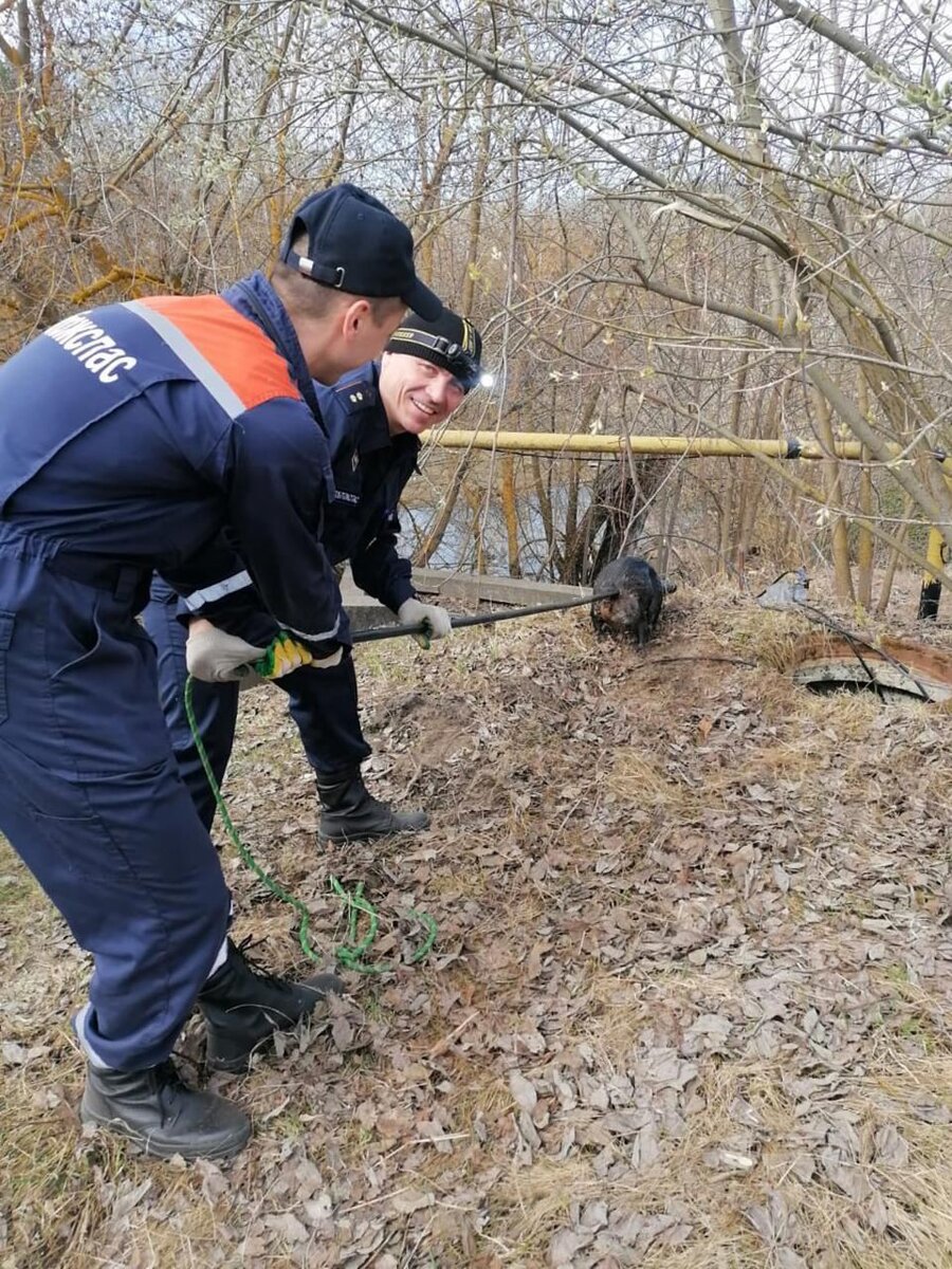 Бобер в колодце