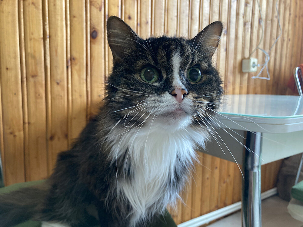 Это Сальва (от лат. salvus -спасенная) - ей 19 лет и от нее отказались владельцы, так как она стала причинять им много неудобств. У Сальвы хроническая почечная недостаточность. Один из врачей нашей клиники проявил сострадание и забрал ее домой. Она постоянно просит внимания и успокаивается только на руках, так и сидит у всех членов семьи по очереди...